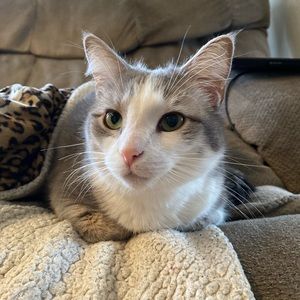 Girlfriends Cat. I don’t like it per say...